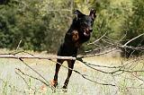 BEAUCERON 769